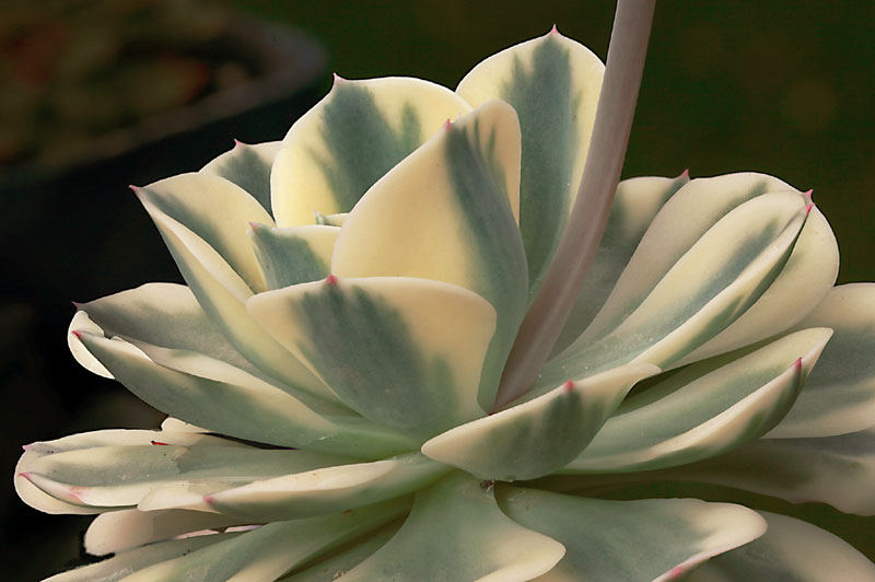 Echeveria cv Compton Carousel